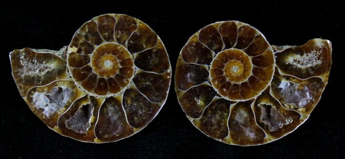 Small Agatized Ammonite Pair - #21119